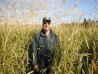 Bo Lundmark in Reed Canary Grass field