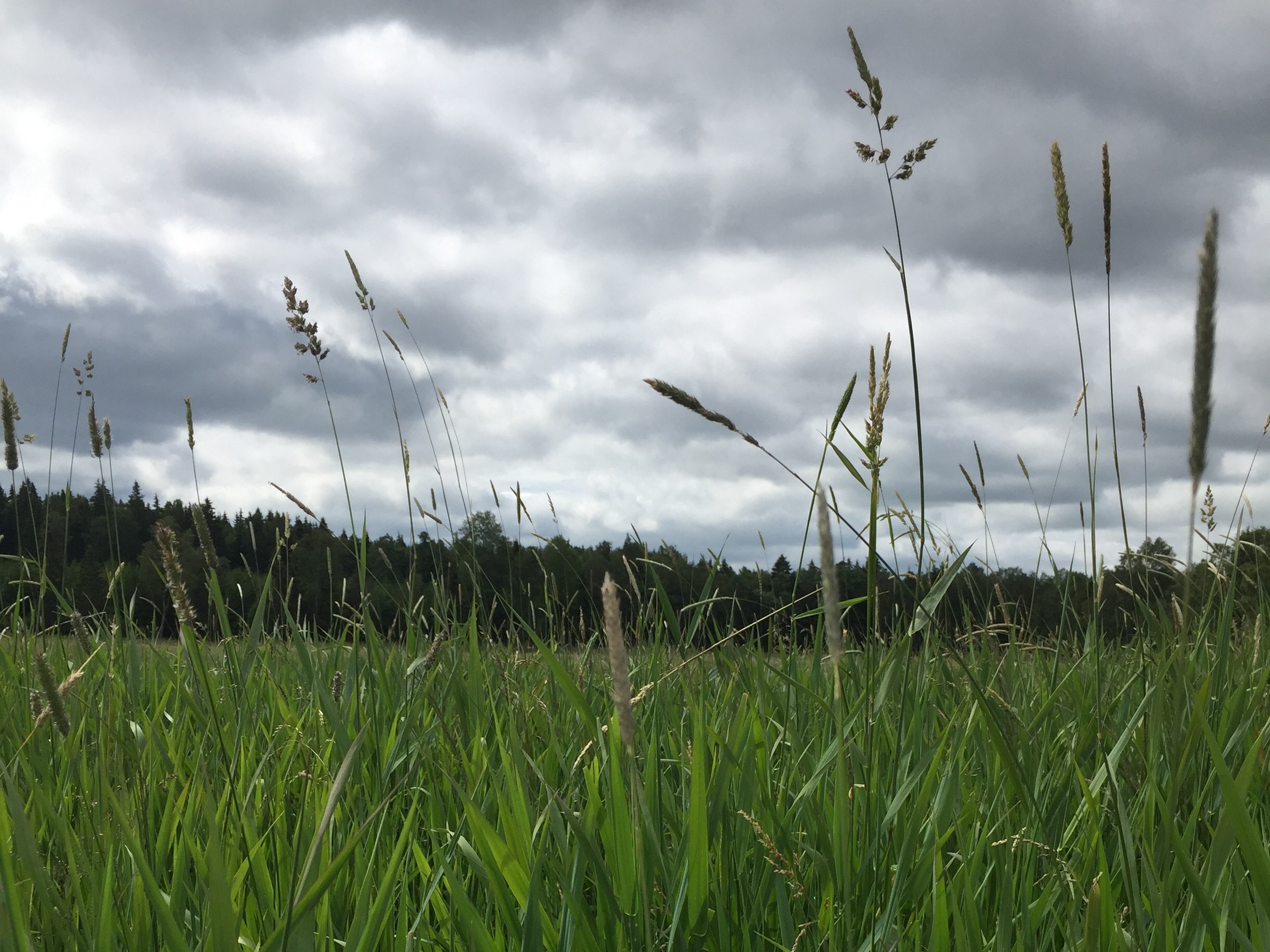 Reed Canary Grass Sweden