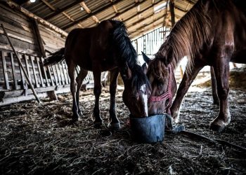 Animal bedding in Sweden